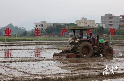 电白建设千亩农业生产托管服务示范基地，全力当好农民“田保姆”