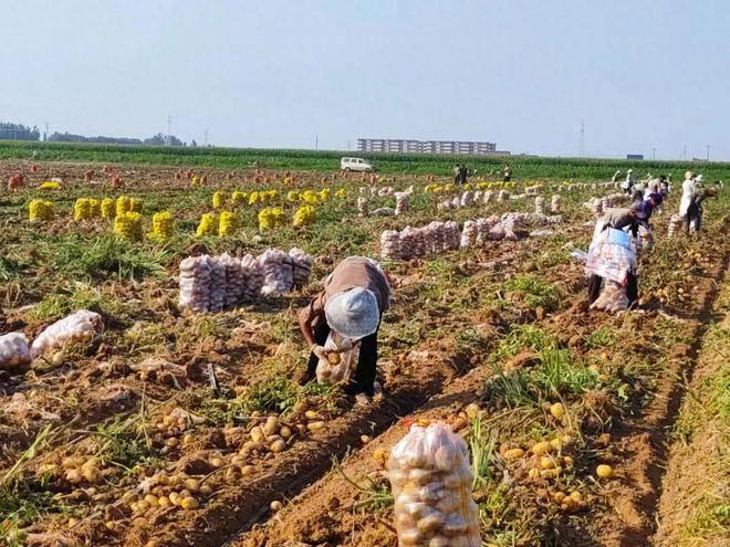 农业生产托管的具体实践——以文水北张乡为例