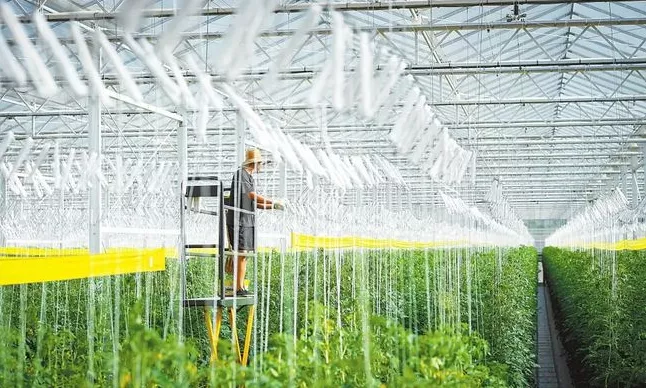 加强规模化种植基地建设与农业生产托管服务，助力蔬菜产业稳定发展