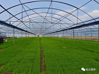 奋战百千万工程 | 台山 农业生产托管为粮食安全注入新动能